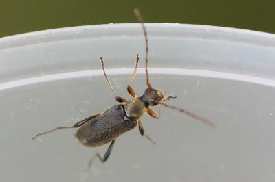 <i>Grammoptera ruficornis</i>