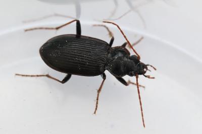 <i>Nebria salina</i>