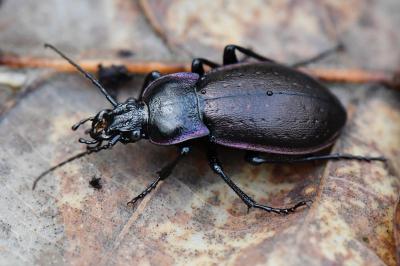 <i>Carabus nemoralis</i>