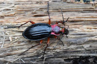 <i>Carabus auronitens</i>