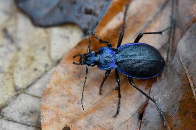 <i>Carabus problematicus</i>