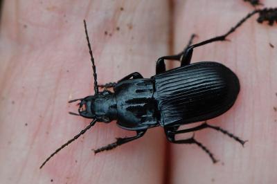 <i>Abax parallelepipedus</i>