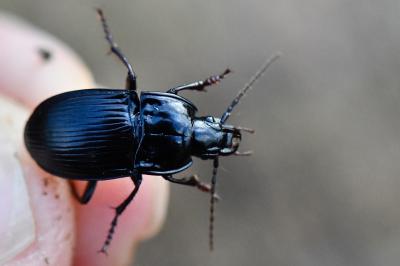<i>Abax ovalis</i>