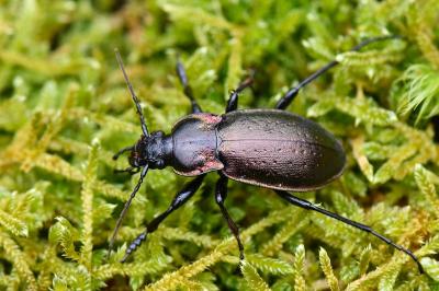 <i>Carabus nemoralis</i>
