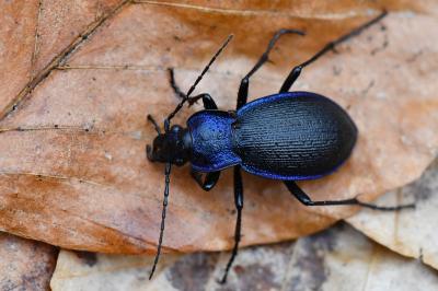 <i>Carabus problematicus</i>