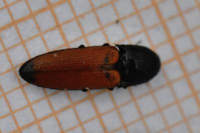 <i>Ampedus elongatulus</i>