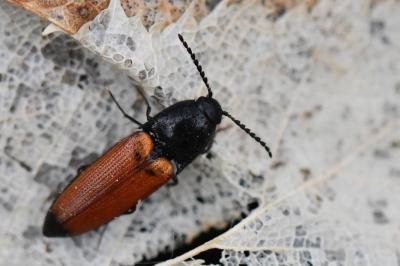 <i>Ampedus elongatulus</i>