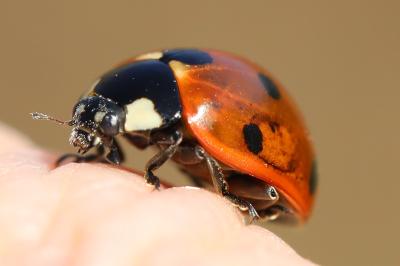 <i>Coccinella septempunctata</i>