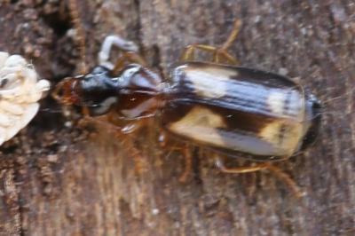 <i>Calodromius bifasciatus</i>