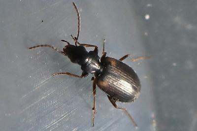 <i>Syntomus obscuroguttatus</i>