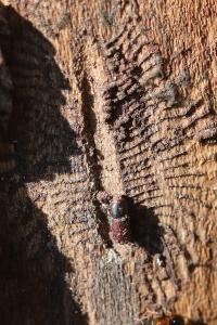 <i>Scolytus</i>