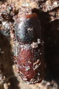 <i>Scolytus</i>