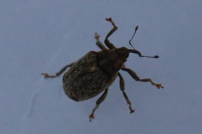 <i>Ceutorhynchus pallidactylus</i>