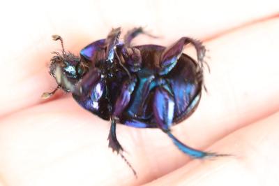 <i>Anoplotrupes stercorosus</i>