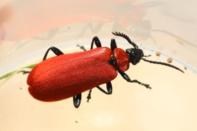 <i>Pyrochroa coccinea</i>