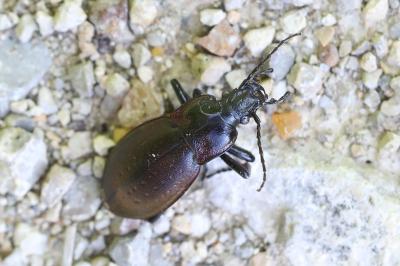 <i>Carabus nemoralis</i>