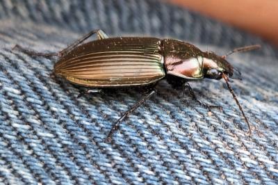 <i>Poecilus cupreus</i>