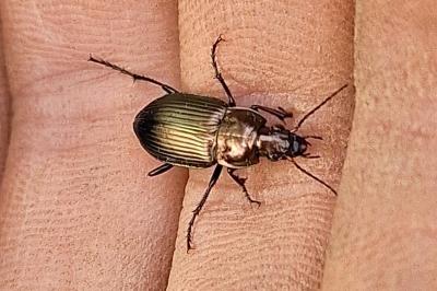 <i>Poecilus cupreus</i>