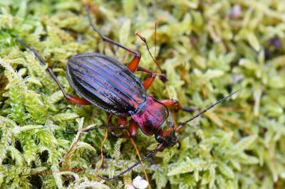 Carabus auronitens