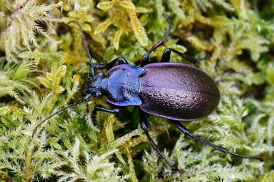 <i>Carabus nemoralis</i>