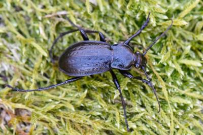 <i>Carabus arvensis</i>