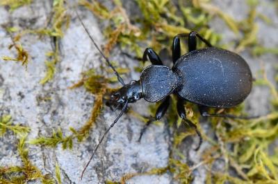 <i>Cychrus caraboides</i>