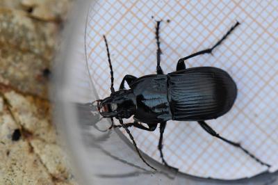 <i>Abax parallelepipedus</i>