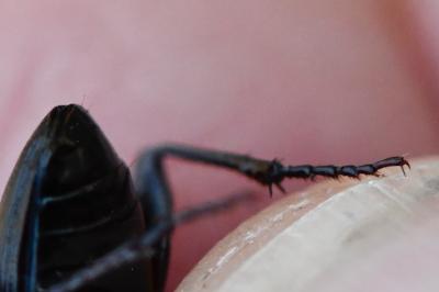 <i>Abax parallelus</i>