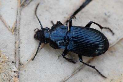 <i>Abax parallelus</i>