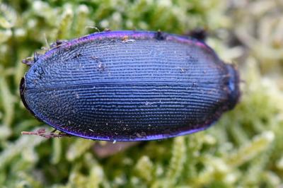<i>Carabus violaceus</i>