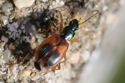 <i>Anchomenus dorsalis</i>