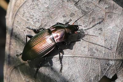 <i>Poecilus cupreus</i>