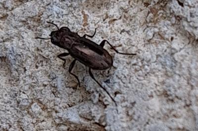 <i>Notiophilus</i>