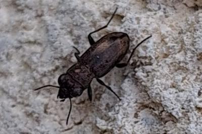 <i>Notiophilus</i>