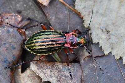 <i>Carabus auronitens</i>