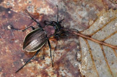 <i>Carabus arvensis</i>