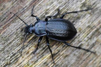 <i>Carabus arvensis</i>