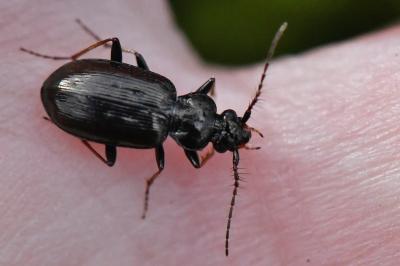 <i>Loricera pilicornis</i>
