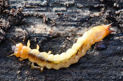 <i>Pyrochroa coccinea</i>