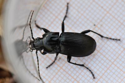 <i>Abax parallelepipedus</i>
