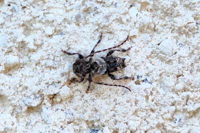 <i>Pogonocherus hispidus</i>