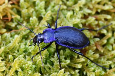 <i>Carabus problematicus</i>