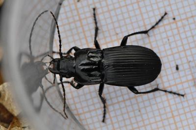 <i>Abax parallelepipedus</i>