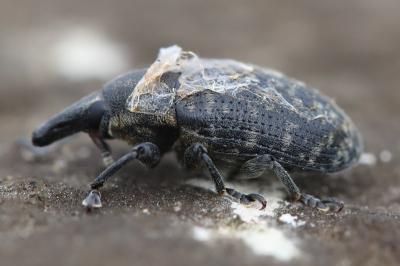 <i>Larinus turbinatus</i>