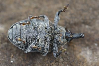 <i>Larinus turbinatus</i>