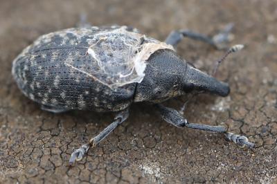 <i>Larinus turbinatus</i>