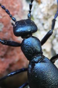 <i>Meloe violaceus</i>