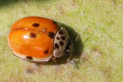 <i>Adalia decempunctata</i>