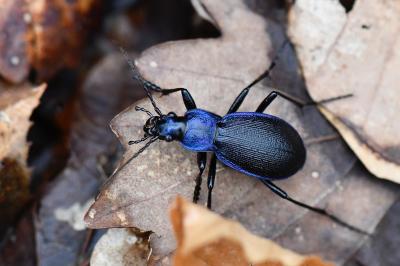 <i>Carabus problematicus</i>