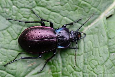 <i>Carabus nemoralis</i>
